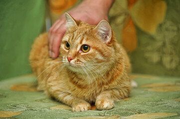 red cat with orange eyes affectionate stroking