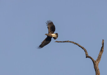 Lesser fish eagle (Haliaeetus humilis) in flight.