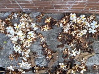 Many flowers wilt on the road