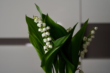 Lily of the valley flowers in a living room