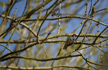 Common Starling in its habitat in the forest