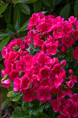 Beautiful geranium flowers in the garden
