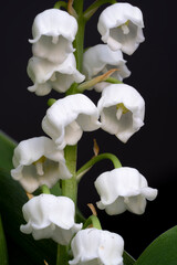 Lily of the valley flower macro