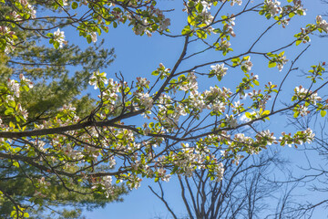 Apple trees with new green leaves, pink and white blossoms against blue skies, nobody