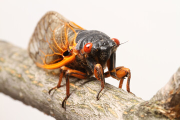 A Brood-V Periodical Cicada (Magicicada septendecim) facing the camera and perched on a stick with a white background. Observed in Ohio in 2016. 