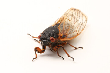 A Brood-V Cicada (Magicicada septendecim) on a white background.  These are periodical cicadas that emerge once every 17 years. This individual was seen in Ohio.