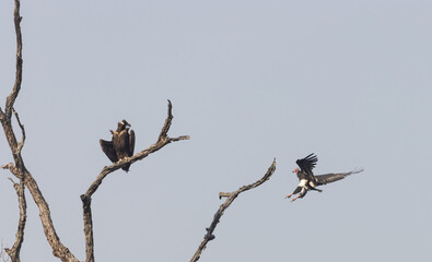 Fototapeta na wymiar Red-headed vulture (Sarcogyps calvus) landed on tree branch and cinereous vulture (Aegypius monachus) sitting on tree at jim corbett national park.