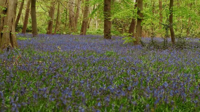 A carpet of bluebells in Epping Forest, London. Almost half the worlds bluebells are found in the UK and it is illegal to pick them
