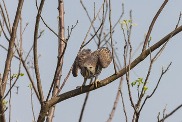 Crested Hawk-Eagle or Changeable Hawk-Eagle (Nisaetus cirrhatus) in forest of jim corbett.