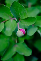 blooms pink peony on green background leaves 
