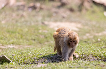 Rhesus macaque (Macaca mulatta) or Indian Monkey in forest sitting on tree.