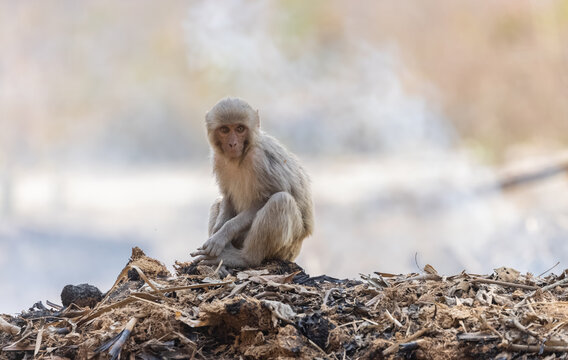 Rhesus macaque (Macaca mulatta) or Indian Monkey sitting on dry garbage with fire smoke in the background.