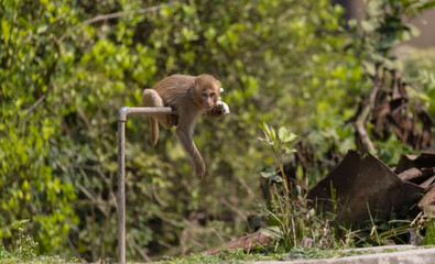 Rhesus macaque (Macaca mulatta) or Indian Monkey tring to drink water from dry water tab in the forest.
