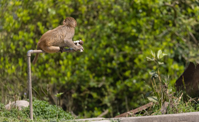 Rhesus macaque (Macaca mulatta) or Indian Monkey tring to drink water from dry water tab in the forest.