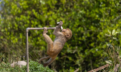 Rhesus macaque (Macaca mulatta) or Indian Monkey tring to drink water from dry water tab in the...