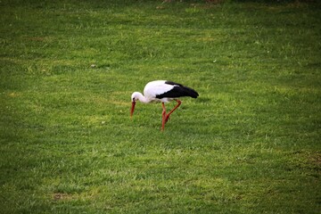 Stork in the meadow eats delicious worms