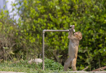 Rhesus macaque (Macaca mulatta) or Indian Monkey tring to drink water from dry water tab in the forest.
