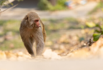 Rhesus macaque (Macaca mulatta) or Indian Monkey in forest sitting on tree.