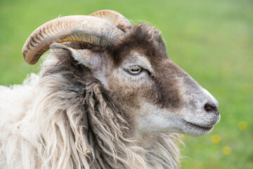 Portrait and close-up of a 