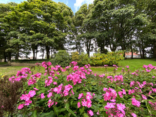Deep pink flowers, in a lawn setting, with old trees, and bushes, on a cloudy day in Bradford, Yorkshire, UK