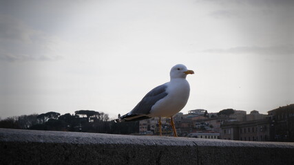 Closeup of seagull seagulls in Rome