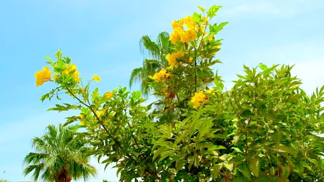 Tropical flowers bloom in Egypt. Selective focus.