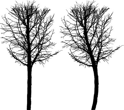 Vector drawing of silhouette bare deciduous tree