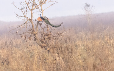 Indian Peafowl (Pavo cristatus) bird perched on tree in the foggy morning of winter in the forest.