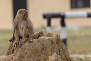 Rhesus macaque (Macaca mulatta) or Indian Monkey in forest sitting on tree.