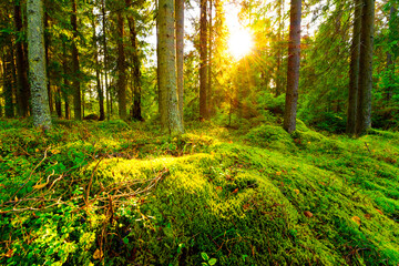 Obraz premium Sunset in the spruce forest