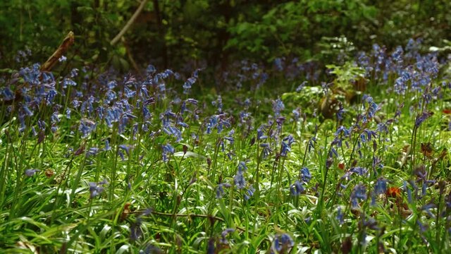 A carpet of bluebells in Epping Forest, London. Almost half the worlds bluebells are found in the UK and it is illegal to pick them