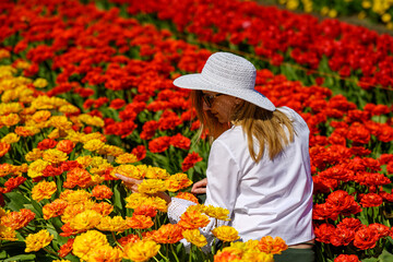 Fototapeta na wymiar Well dressed middle aged woman wearing white straw hat, sitting between the rows of an amazing tulip plantation, showing love and enjoying the view of the vibrant tulips in the field