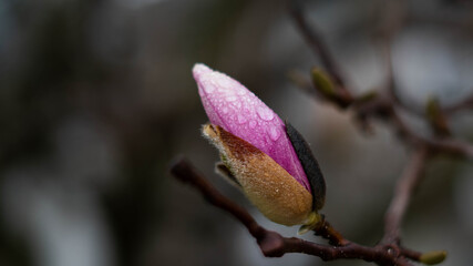 Obraz premium magnolia flower