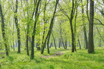 Fototapeta na wymiar Trees and green grass in the park. Forest in the park in spring.