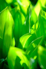 lily of the valley leaves are illuminated by sunshine