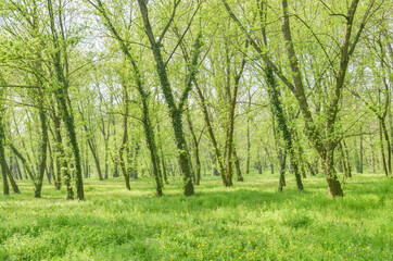 Trees and green grass in the park. Forest in the park in spring.