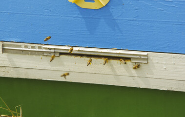 Swarm of  bees at hive entrance