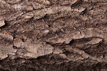 Wood texture background image, photography 