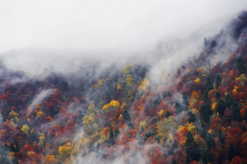 Fototapeta premium The upcoming cloud covers the autumn forest at the top of the mountain