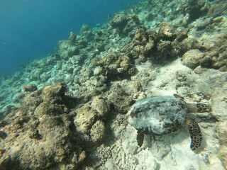Obraz na płótnie Canvas Tortoise Turtle - Eretmochelys imbricata floats under water. Maldives Indian Ocean coral reef.