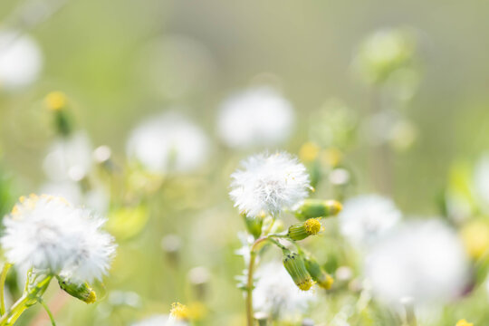 白い綿毛 Images Browse 28 Stock Photos Vectors And Video Adobe Stock