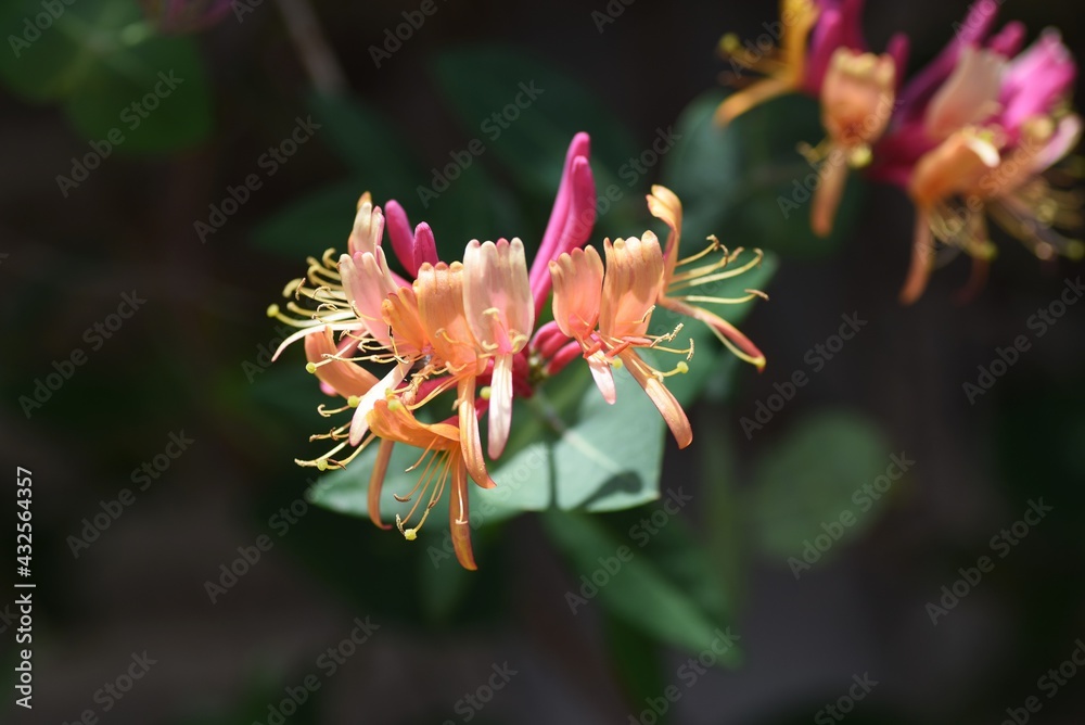 Wall mural Goldflame honeysuckle flowers. Caprifbliaceae semi-deciduous vine.