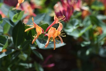 Goldflame honeysuckle flowers. Caprifbliaceae semi-deciduous vine.