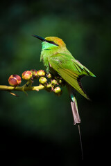 Wild Bird in a villege