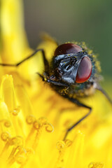 fly on flower