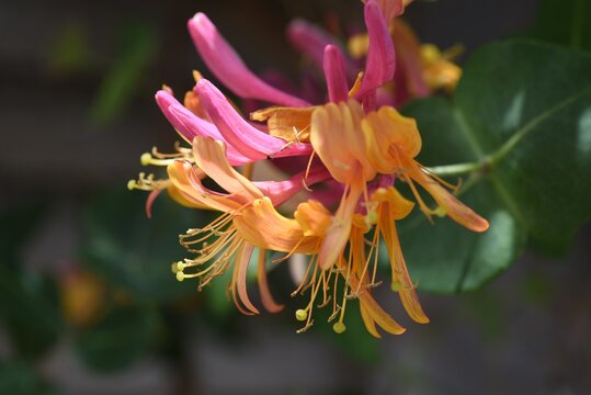 Goldflame honeysuckle flowers. Caprifbliaceae semi-deciduous vine.