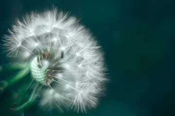 Wandaufkleber Abstract background dandelion close-up. Shallow depth of field. © VikaEmerson