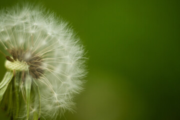Abstract background dandelion close-up. Shallow depth of field.