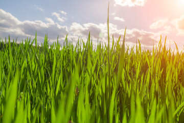 Beautiful meadow field with fresh grass against the background of a blurred blue sky with clouds. 