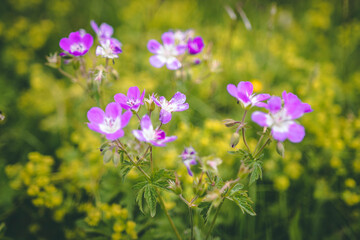 Dolomiti mountain flowers